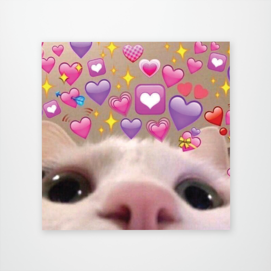 Cat Selfie Meme