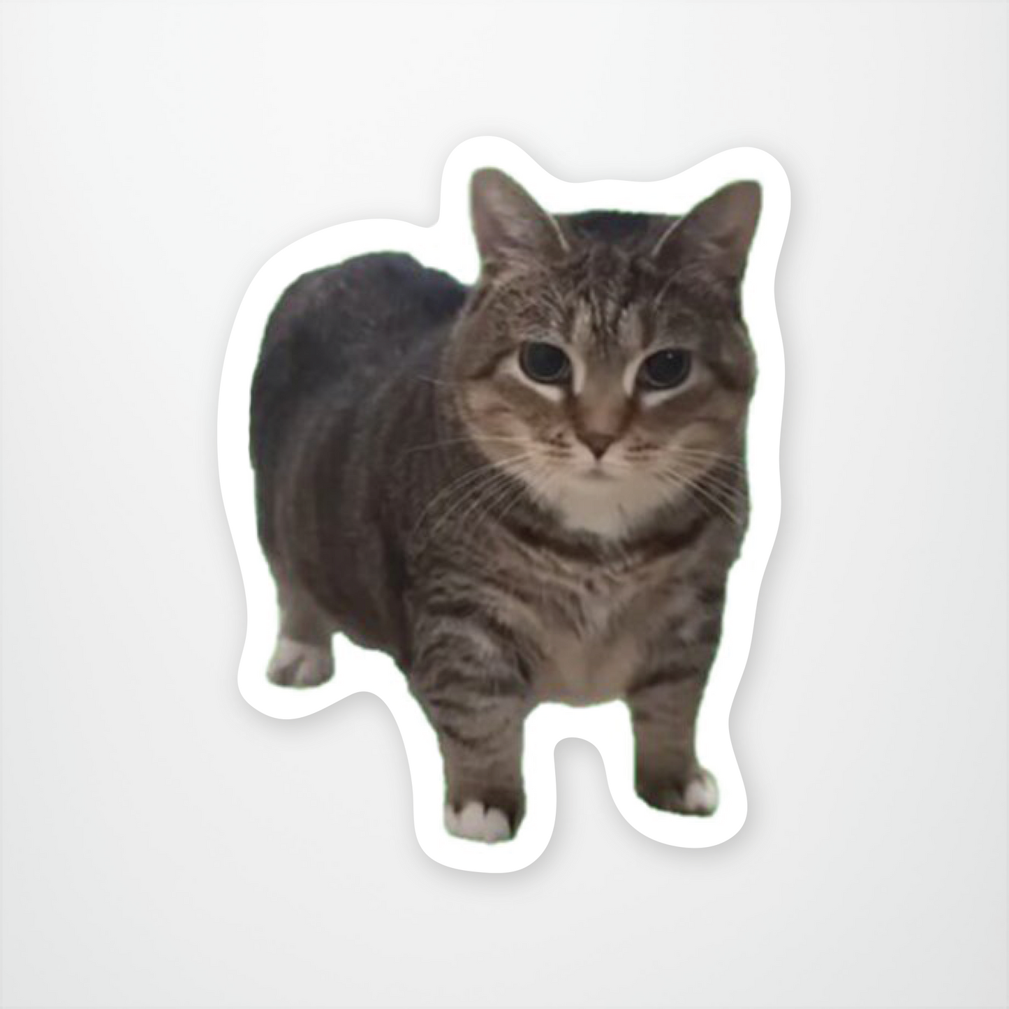 OIIA Cat Meme Sticker Pack of 12 units