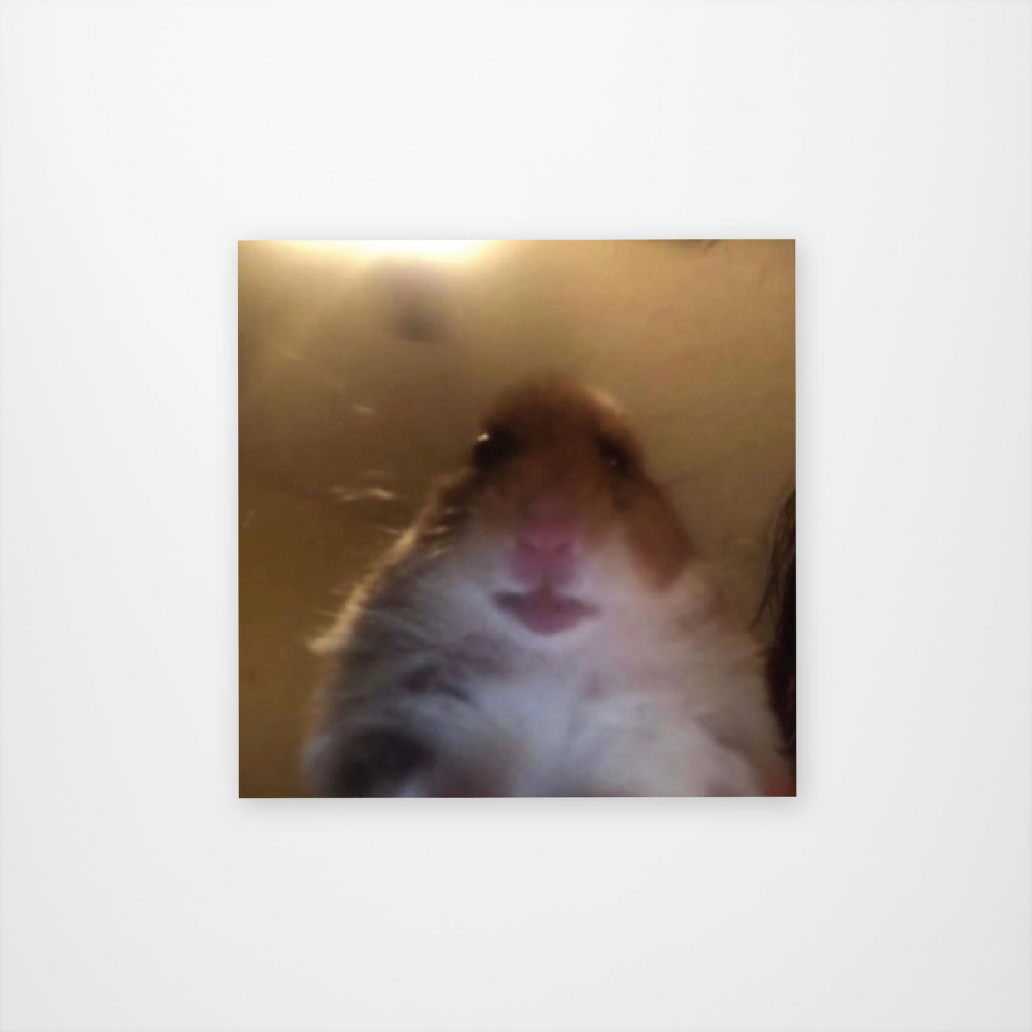 Hamster Selfie
