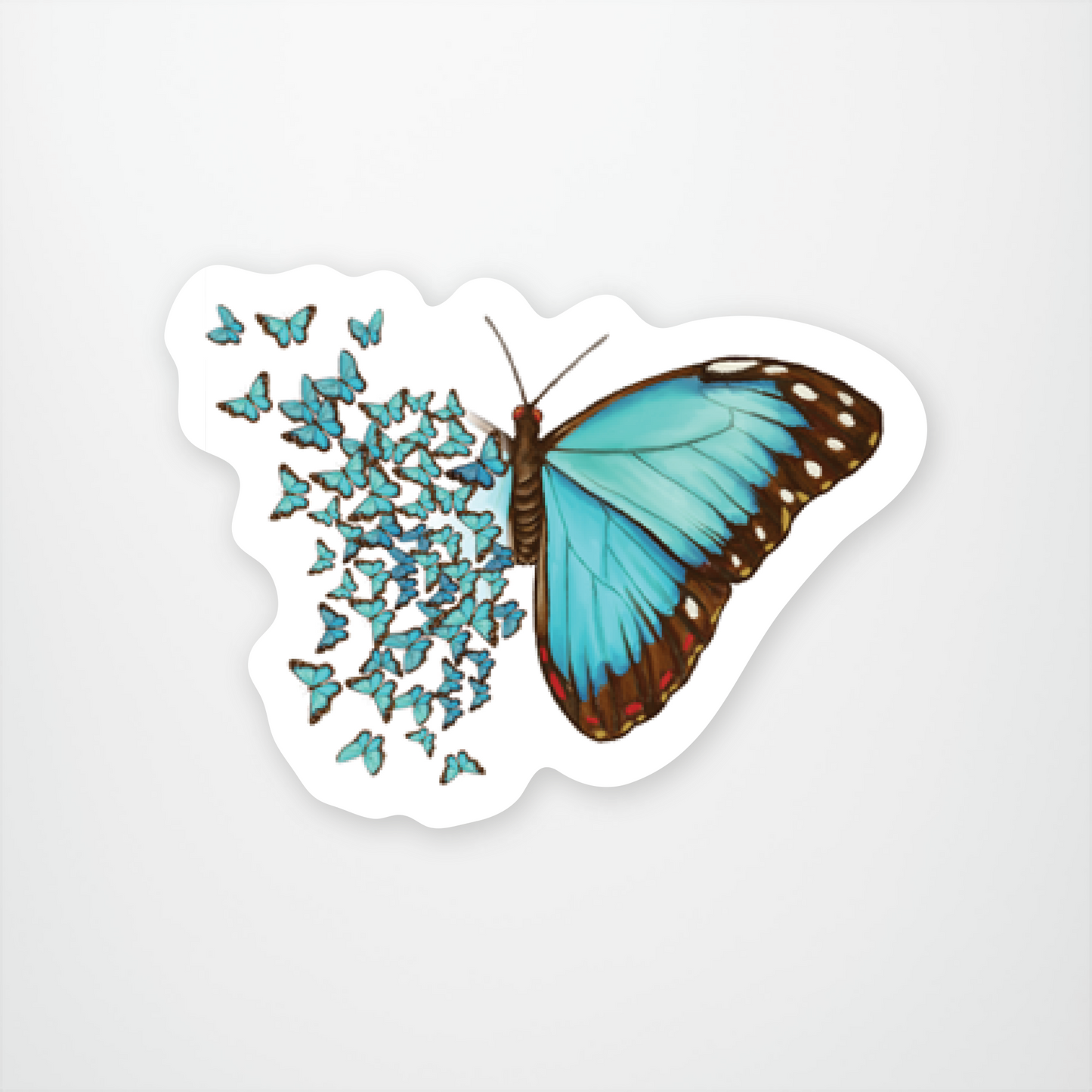 Blue Morpho Butterfly