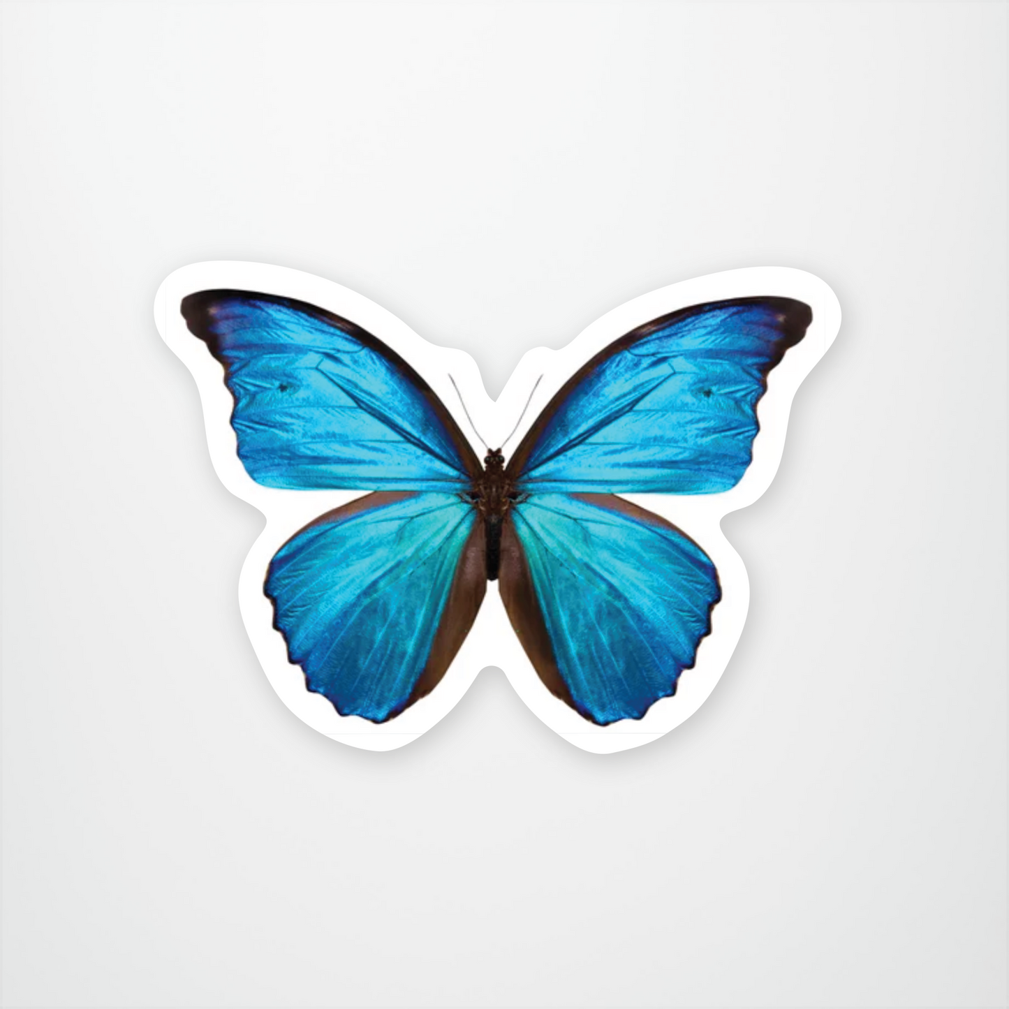 Morpho Amathonte