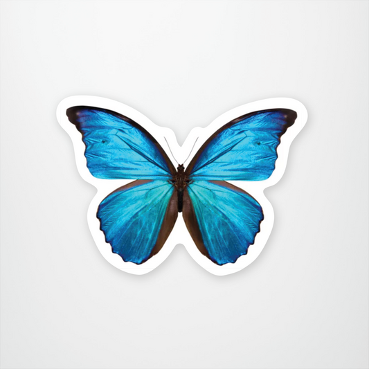 Morpho Amathonte
