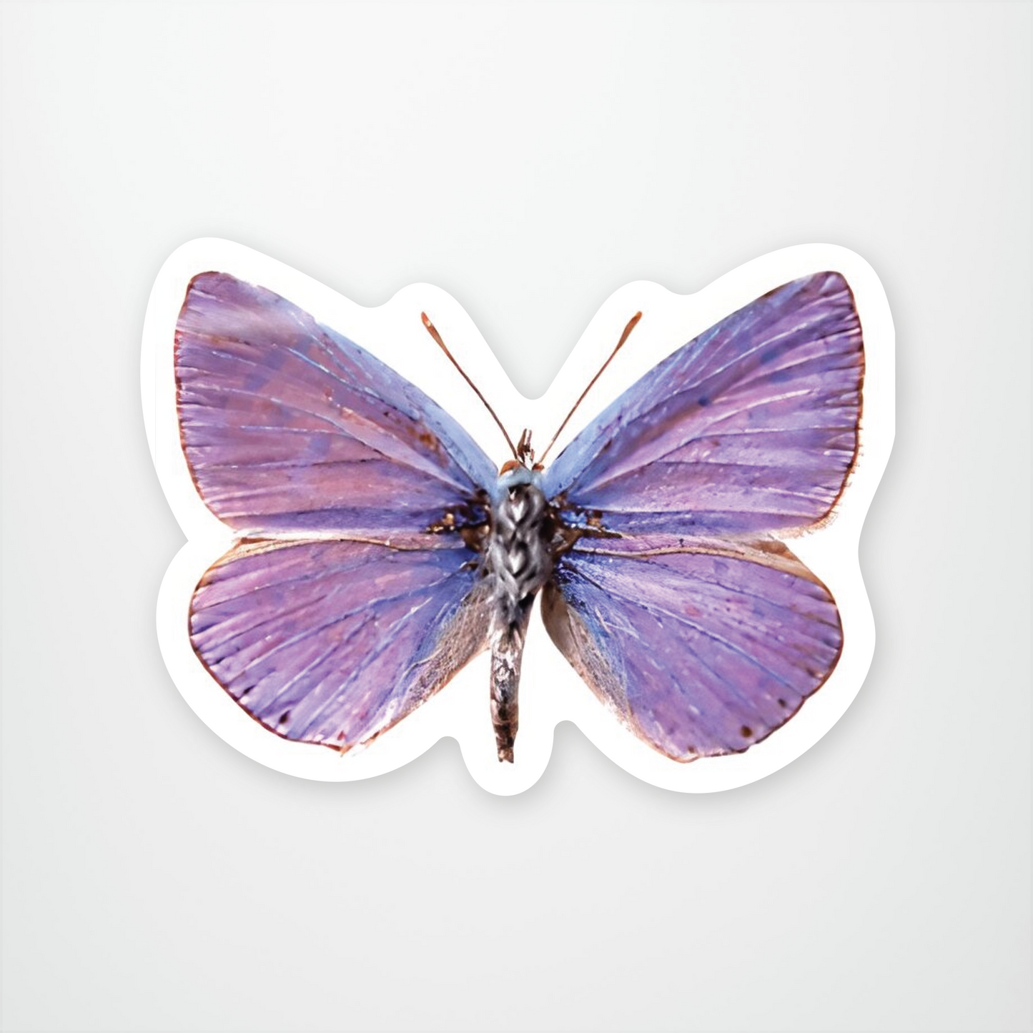 Purple Moth Butterfly